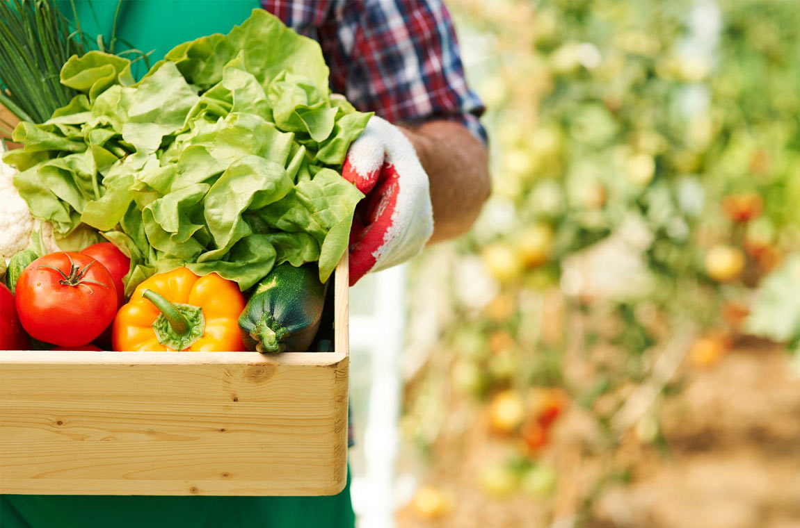Rethinking Resilient Food Systems: Mitigating Food Supply Chain Shocks in the MENA Region