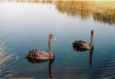 Wild swans on Sydney Park lake, 2 Aug.05.